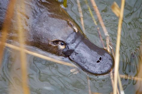 カモノハシ 動物園: なぜ彼らは水の中でも陸でも生きられるのか？